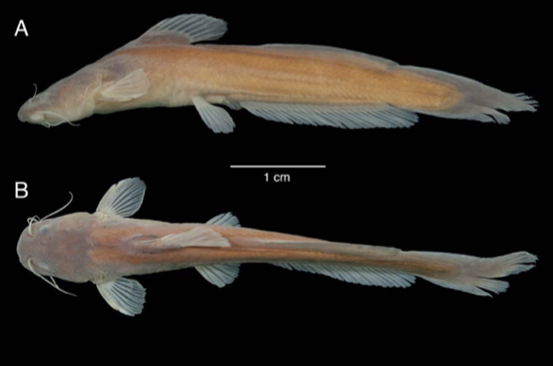 The Sundolyra latebrosa specimen photographed for scale.
